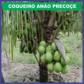 Mudas Coco Anão Precoce Produz  Em Media 200 Cocos Por Ciclo