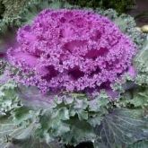 Sementes De Couve Ornamental Sortidas - Lindas E Comestiveis