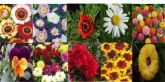 220 Sementes De Flores - 10 Tipos Diferentes -cores Variadas