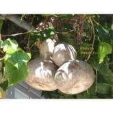 Sementes De Cabaças Porongos - Artesanato - Cuias - Ninhos -