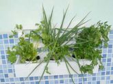 Kit Horta Suspensa - Com Floreira Sementes Vasos E Adubo -