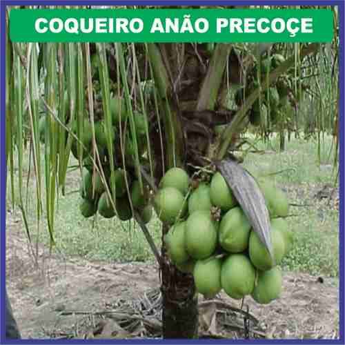 Mudas Coco Anão Precoce Produz  Em Media 200 Cocos Por Ciclo