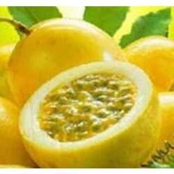 Pacotão 50 Sementes Maracujá Doce Super Grande Alta Produção