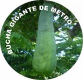 50 Sementes De Bucha De Metro Gigante + 20 - Brinde Surpêsa