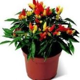 Kit 220 Sementes Pimentas Ornamentais -10 Variedades- Brinde