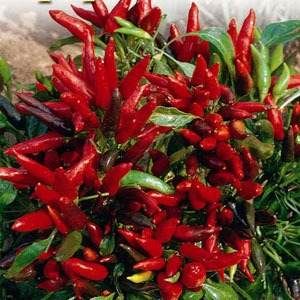 Kit Pimentas Ornamentais - Do Jardim Para A Mesa - Sementes